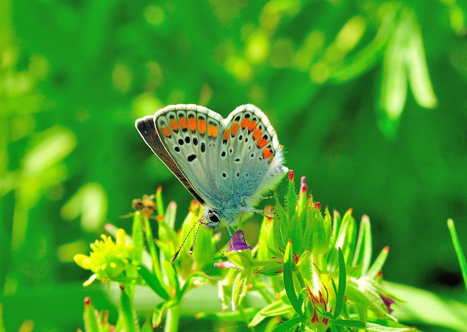 Maschio di Aricia agestis ?